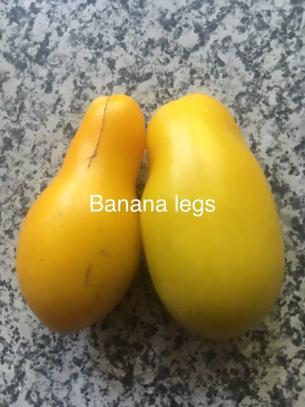 Tomaten: Bananas Legs