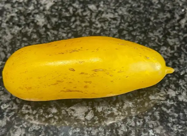 Tomaten: Bananentomate