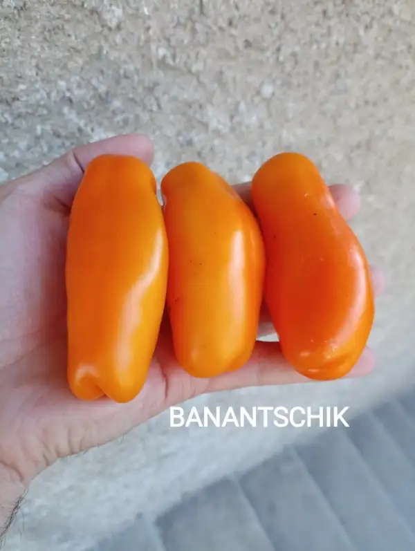 Tomaten: Banantschik