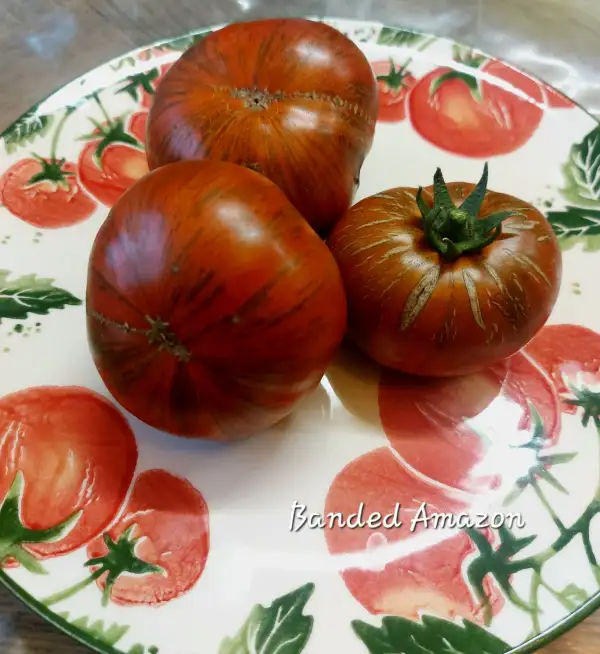 Tomaten: Banded Amazon