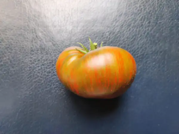 Tomaten: Banded Amazon