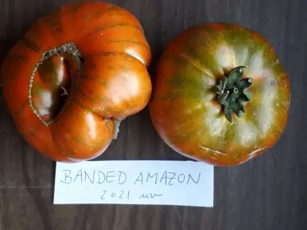 Tomaten: Banded Amazon