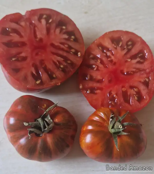 Tomaten: Banded Amazon