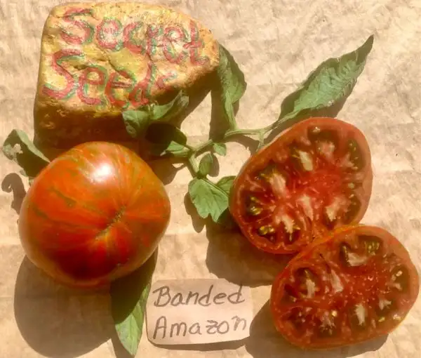 Tomaten: Banded Amazon