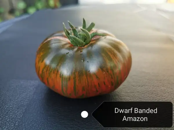 Tomaten: Banded Amazon Dwarf