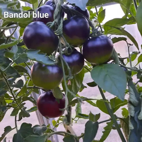 Tomaten: Bandol blue