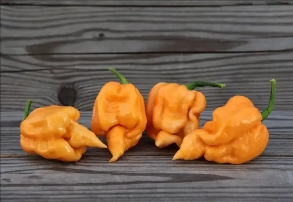 Chili / Paprika: Bane Strain Peach
