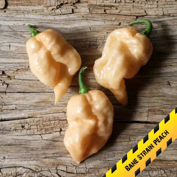 Chili: Bane Strain Peach