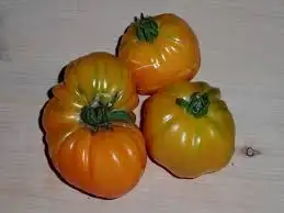 Tomaten: Banjan Rumi
