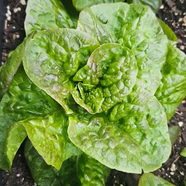Salate: Baquieu
