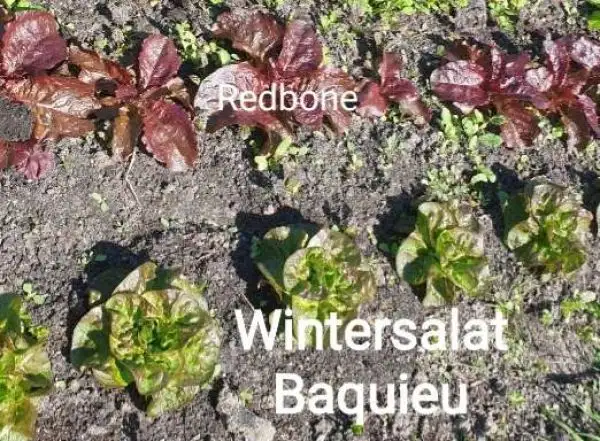 Salate: Baquieu