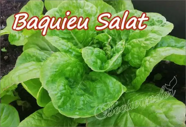 Salate: Baquieu