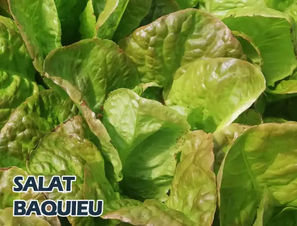Salate: Baquieu