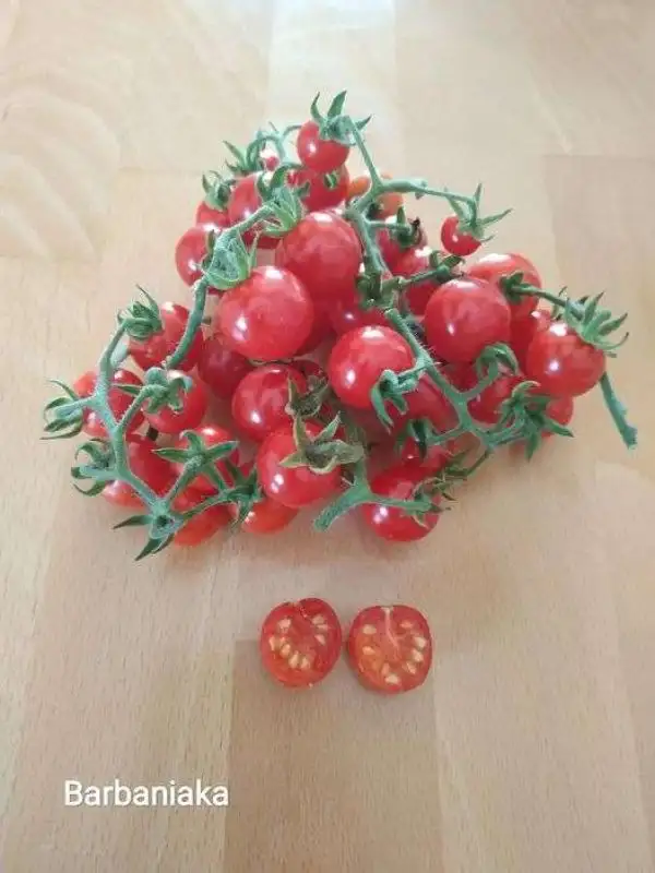 Tomaten: Barbaniaka