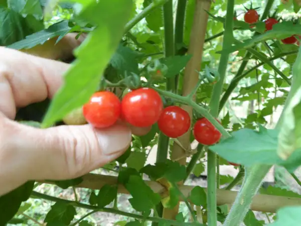 Tomaten: Barbaniaka ( Kat# 2216 )