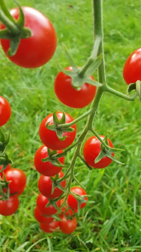 Tomaten: Barbanjaka