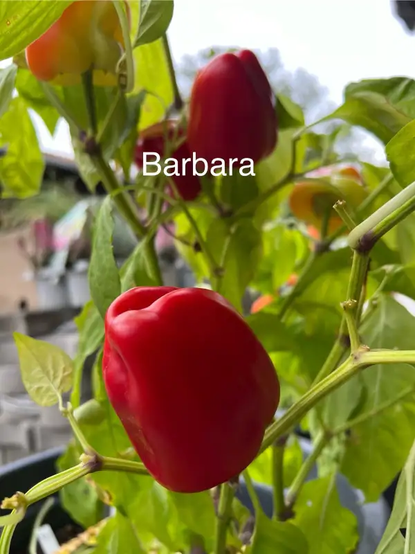 Chili / Paprika: Barbara