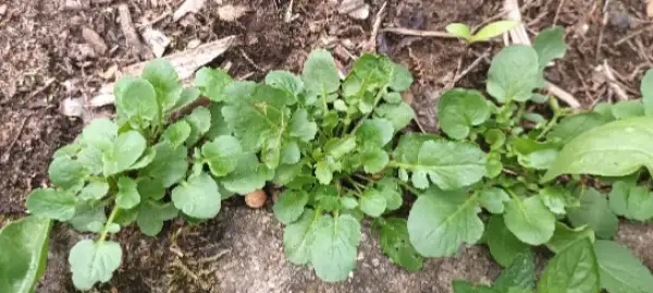 Kräuter: Barbarakraut / Winterkresse