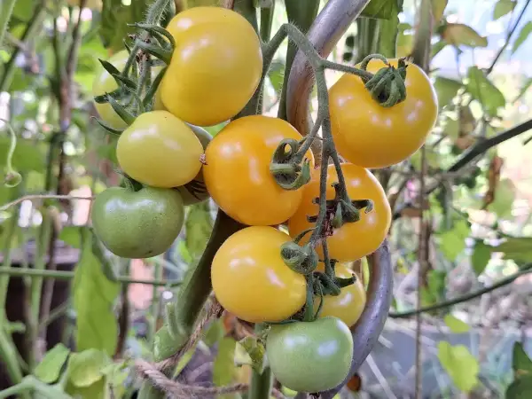 Tomaten: Barbelsberger Gelbe - Massenträger