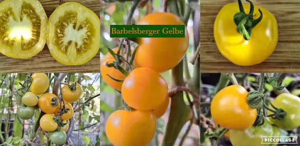 Tomaten: Barbelsberger Gelbe - Massenträger