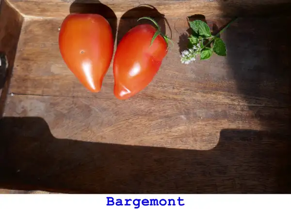 Tomaten: Bargemont