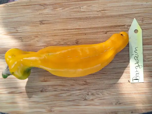 Chili / Paprika: Barguzin - Paprika