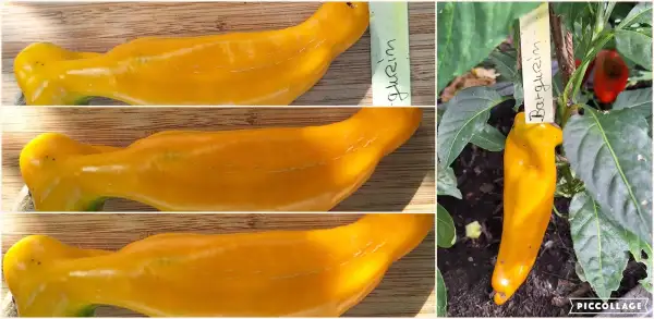 Chili / Paprika: Barguzin - Paprika