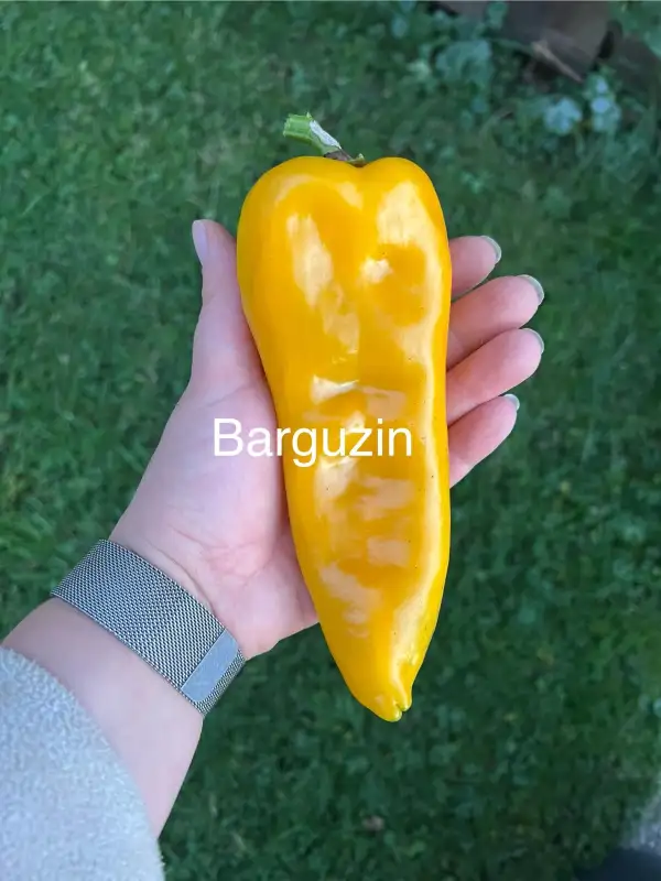 Chili / Paprika: Barguzin