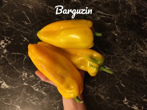 Chili / Paprika: Barguzin (2023) Paprika