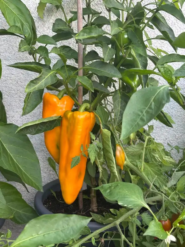 Chili / Paprika: Barguzin Paprika
