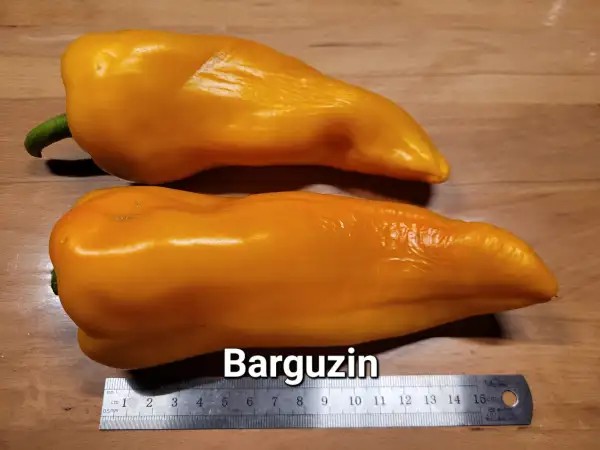 Chili / Paprika: Barguzin	Spitzpaprika	80cm	gelb