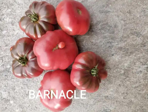 Tomaten: Barnacle