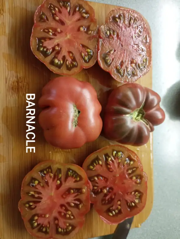 Tomaten: Barnacle