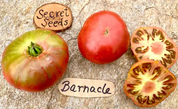 Tomaten: Barnacle