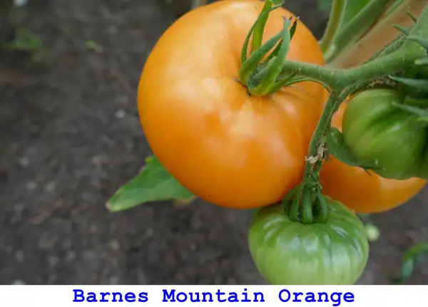 Tomaten: Barnes Mountain Orange