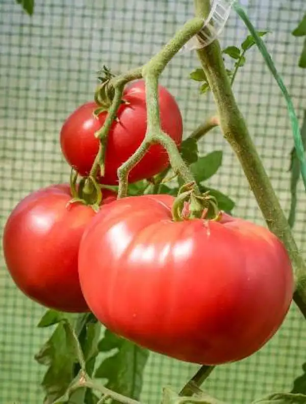 Tomaten: Barnes Mountain Pink