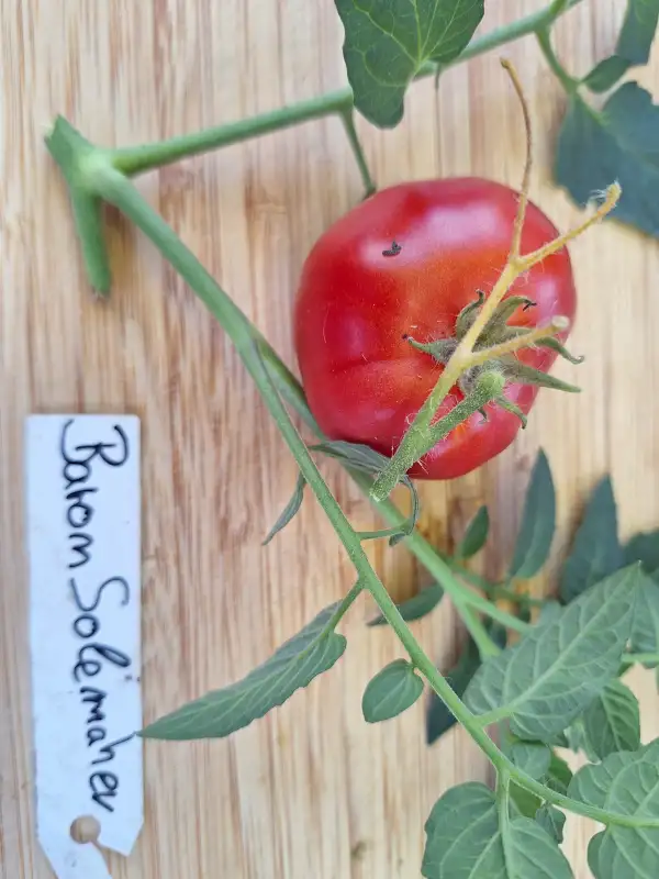 Tomaten: Baron Solemaher - Buschtomate/60cm