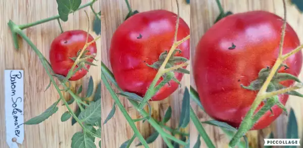 Tomaten: Baron Solemaher - Buschtomate/60cm