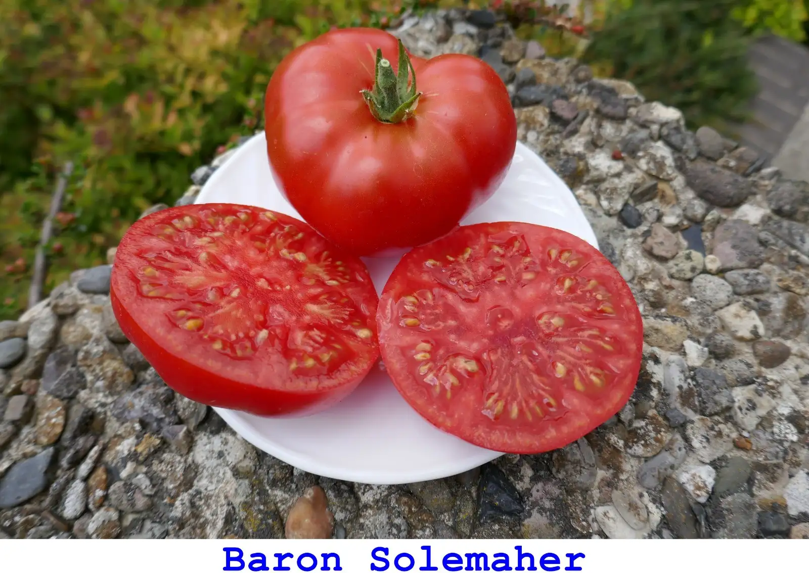 Tomaten: Baron Solemaher