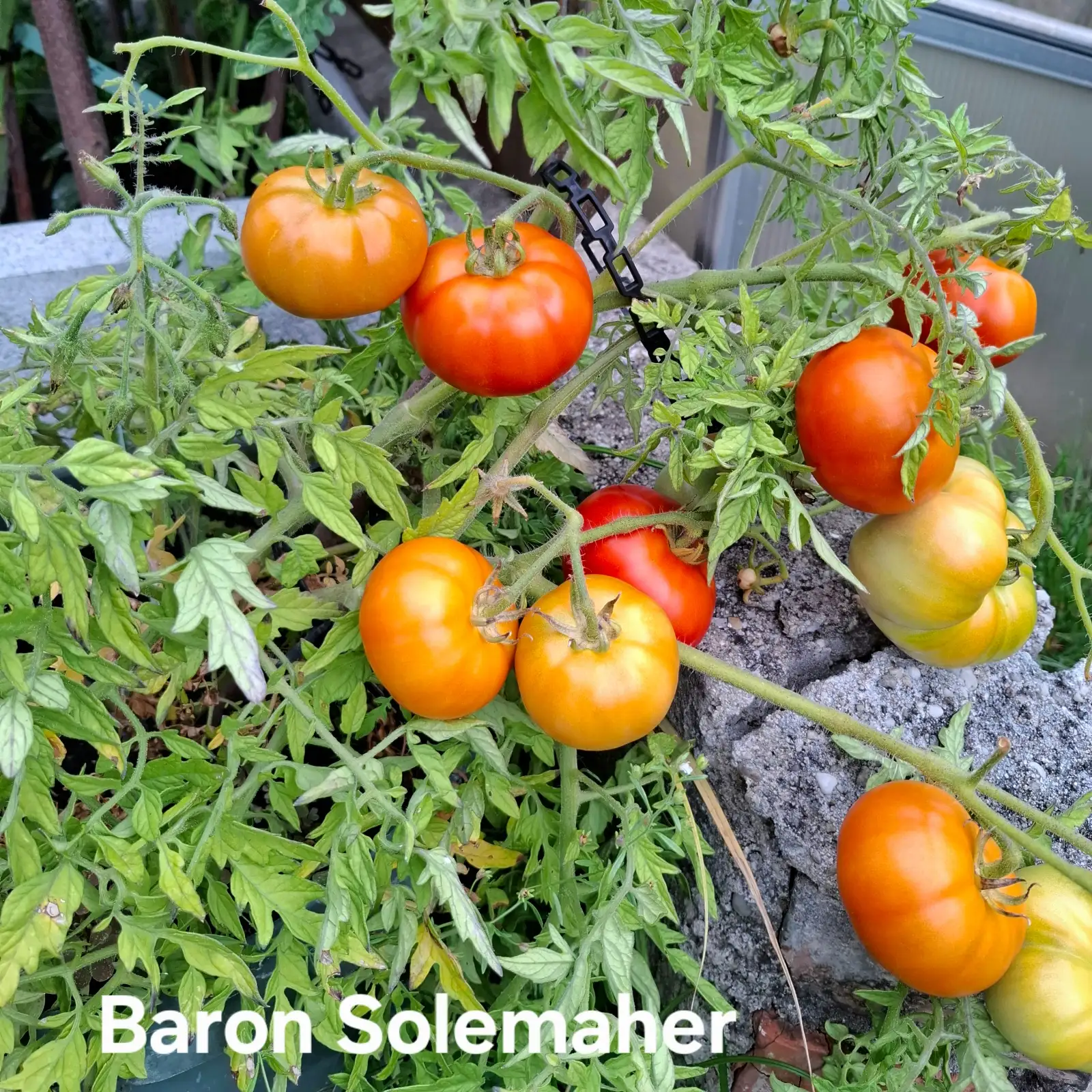 Tomaten: Baron Solemaher