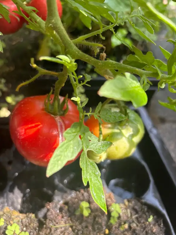 Tomaten: Baron Solemaher