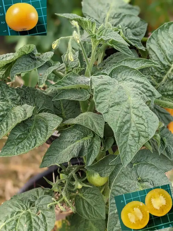 Tomaten: Barossa Moon