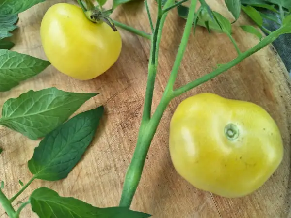 Tomaten: Barossa Moon