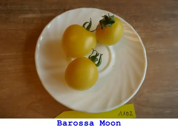 Tomaten: Barossa Moon