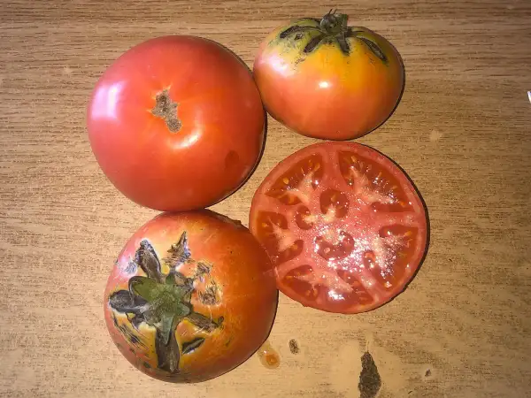 Tomaten: Barreda de Torrelavega
