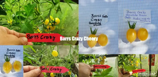 Tomaten: Barrs Crazy Cheery - Multiflora