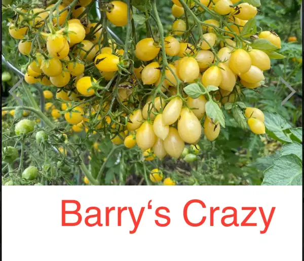 Tomaten: Barry‘s Crazy