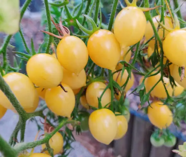 Tomaten: Barry’s Crazy Cherry