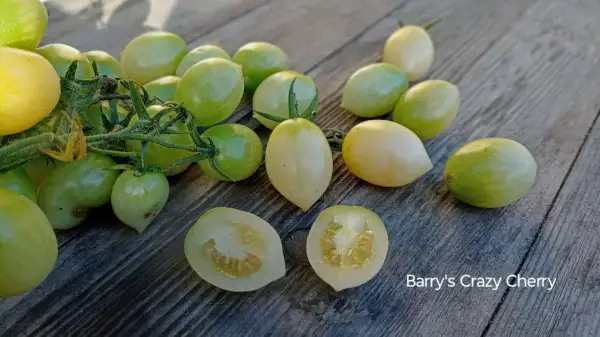 Tomaten: Barry