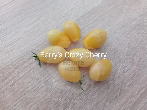 Tomaten: Barry